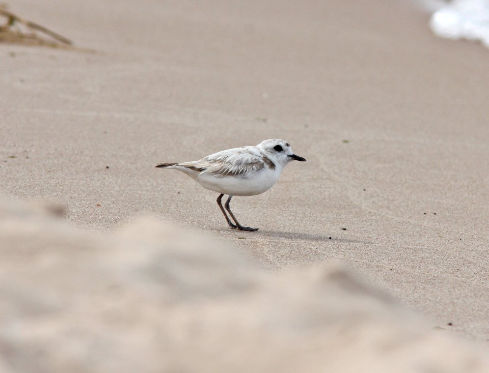 Snowy Plover, Big Sable River mouth, Ludington State Park, MI, June 13, 2012
