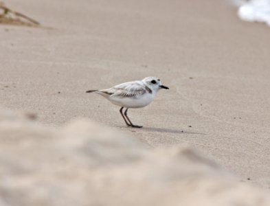 Snowy Plover, Big Sable River mouth, Ludington State Park, MI, June 13, 2012