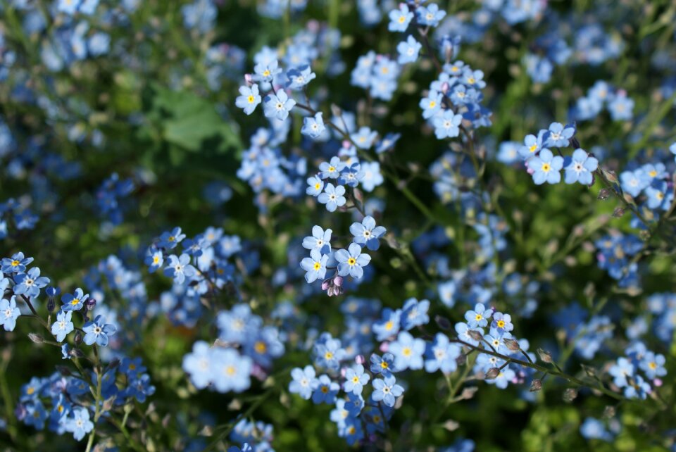 Plant bloom spring