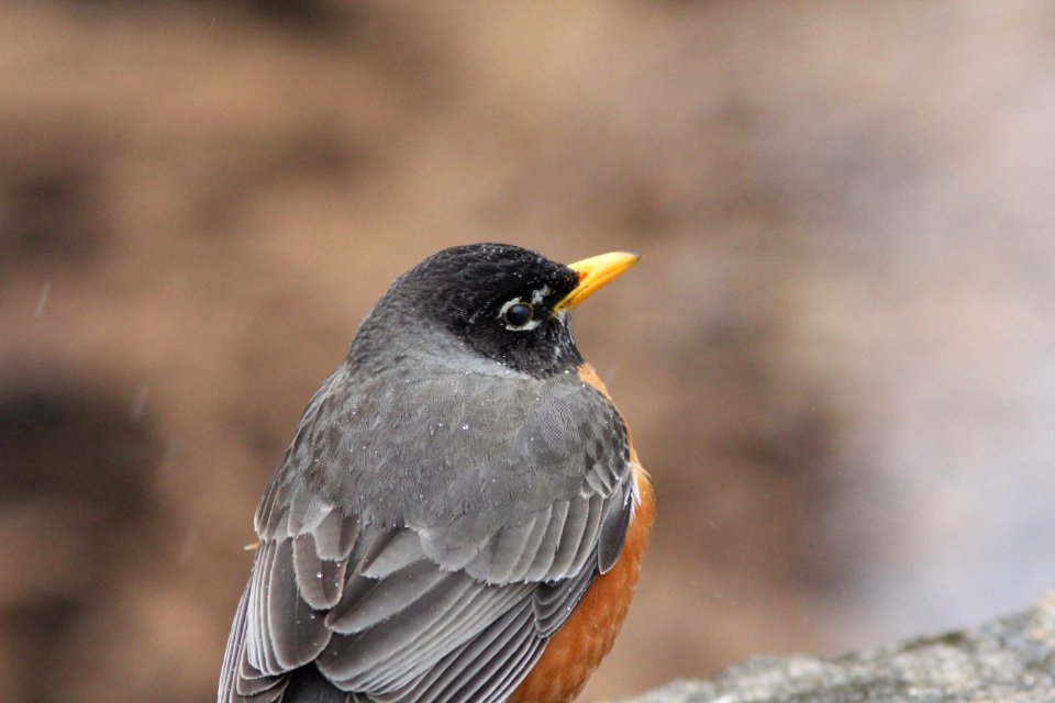 American Robin, Frederik Meijer Gardens, 11 April 2013