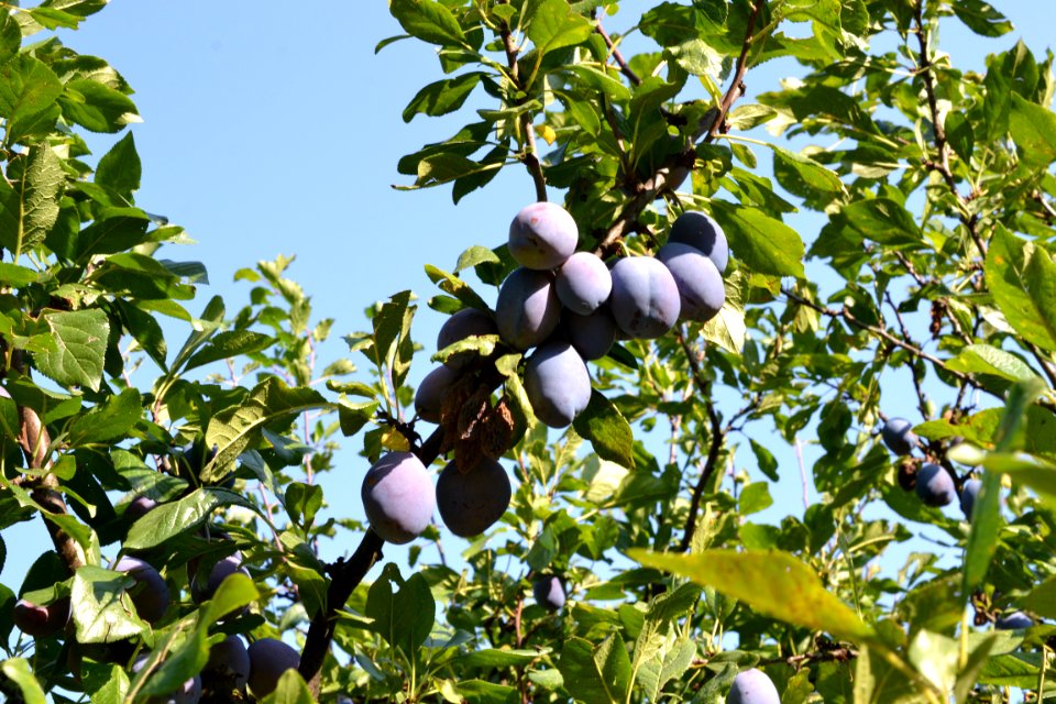 plums