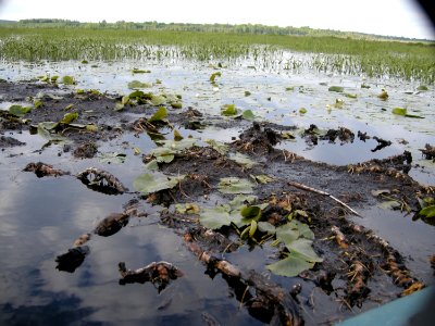 Black Tern nest 'platform', Little Mud Lake flooding, Roscommon Co., MI, June 4, 2012