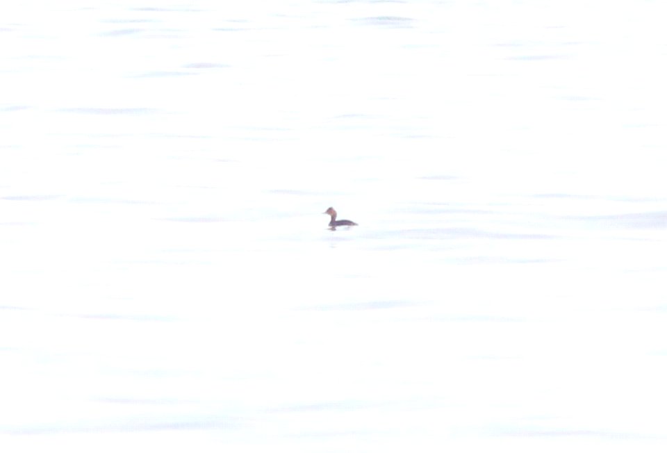 Eared Grebe, Philp County Park, Huron Co., MI, 5 May 2013