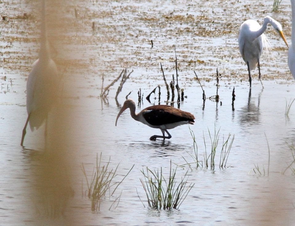 White Ibis, Pte. Mouillee SGA, July 25, 2012