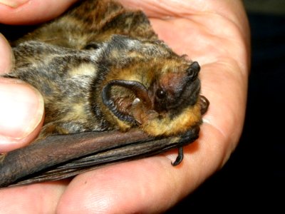 Little Bat, Long Traveler