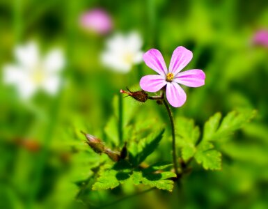 Plant wild flower nature photo