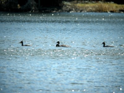 Red-breasted Mergansers, Reed's Lake, E. Grand Rapids, 5 April 2011