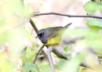 MacGillivray's Warbler, Hungry Horse, MT, July 6, 2012