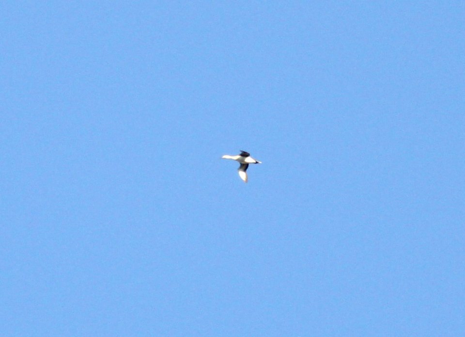 Red-throated Loon (basic plumage), Lincoln Lake, Kent Co., MI, 21 April 2013