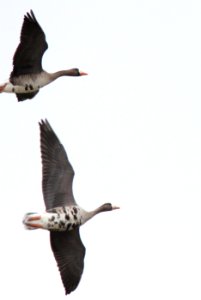 Greater White-fronted Geese  (part of 11), Caledonia Sewage Ponds, 11 March 2013