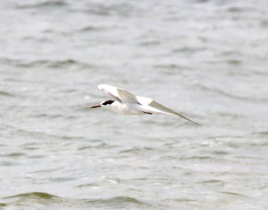Common Tern, Lincoln Lake, September 17, 2012