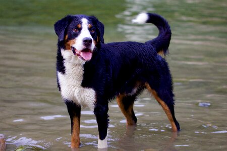 Bernese mountain dog animal portrait in the water