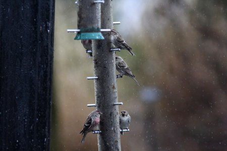 Common Redpolls, Frederik Meijer Gardens, 11 April 2013