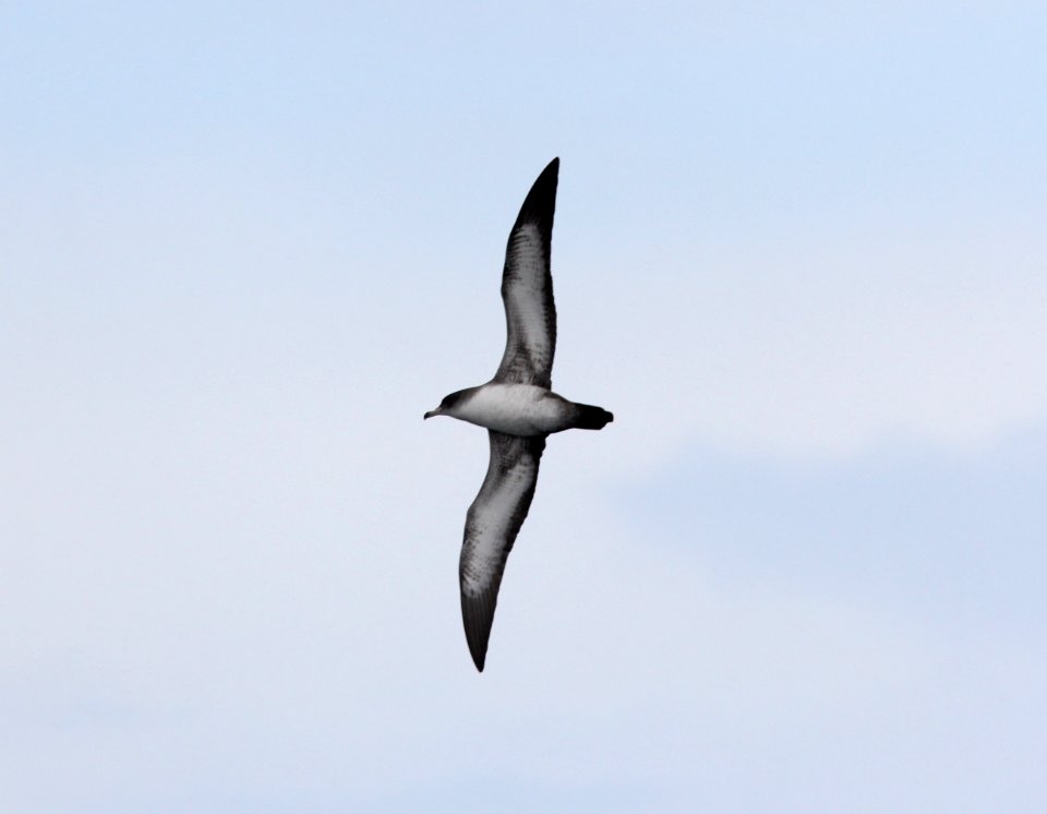 Pink-footed Shearwater, 30 miles offshore of Newport, OR, 20 October 2012