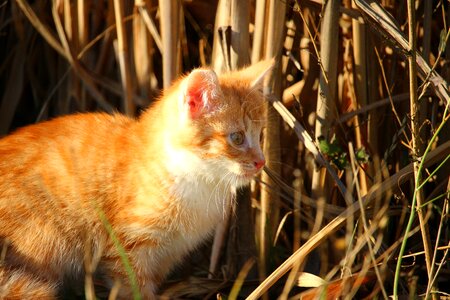 Young cats mackerel red mackerel tabby photo