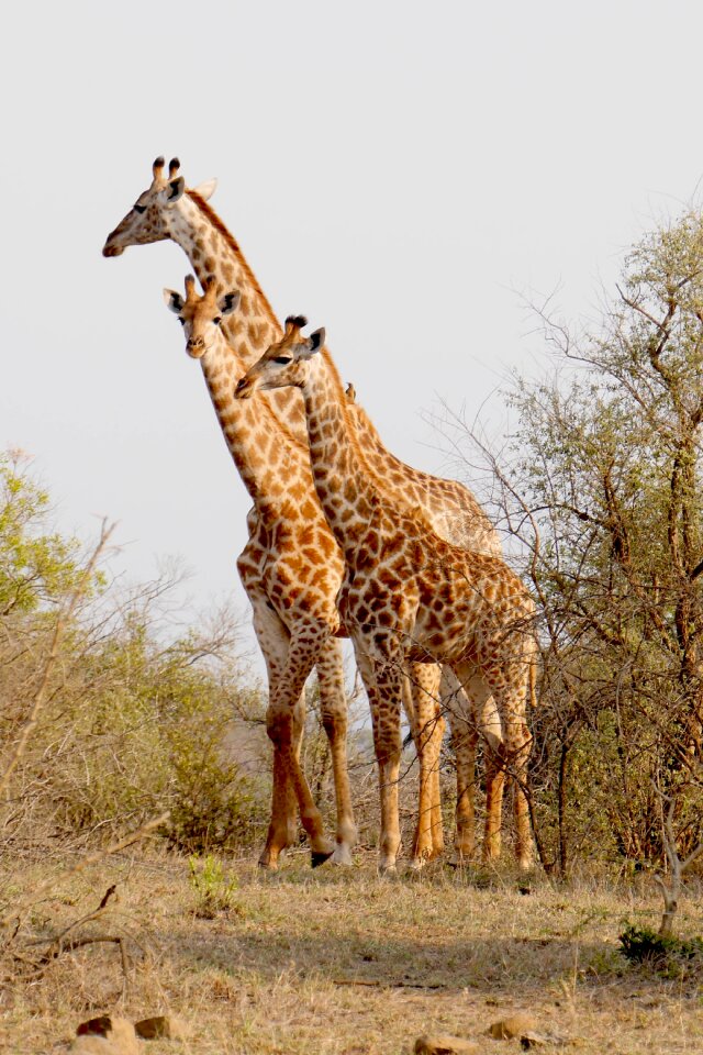 Animals national park wild animal