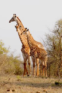 Animals national park wild animal