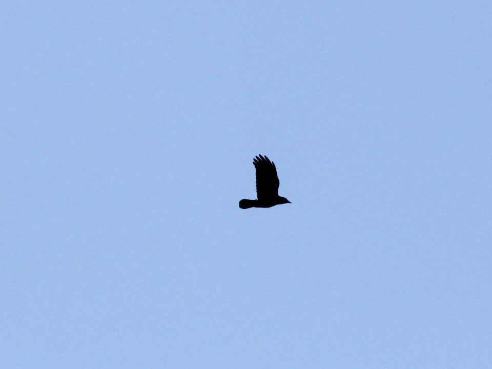 American Crow migrating north, Sand Lake, MI March 6,2012