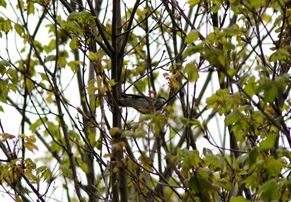 Blackpoll Warbler, Sand Lake MI, May 3, 2012 (my earliest ever for MI)