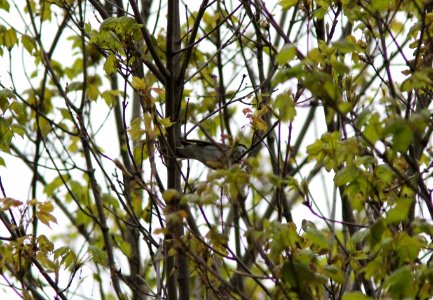 Blackpoll Warbler, Sand Lake MI, May 3, 2012 (my earliest ever for MI)