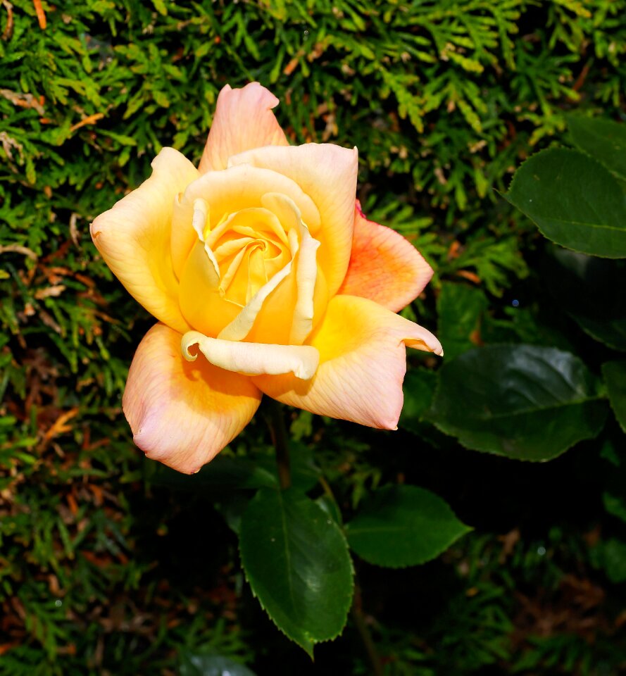Rose close up yellow flower