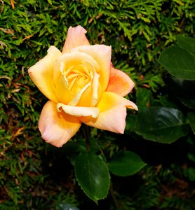 Rose close up yellow flower