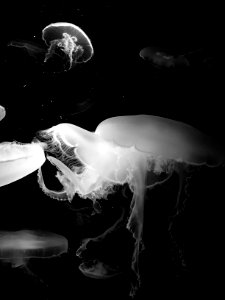 More Jellies