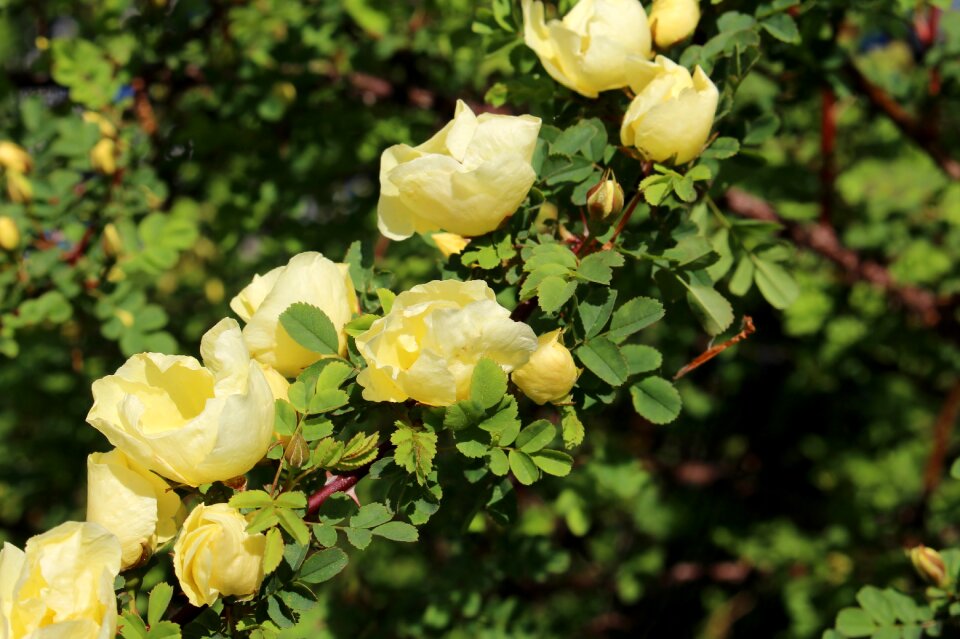 Rosa hugonis yellow spring