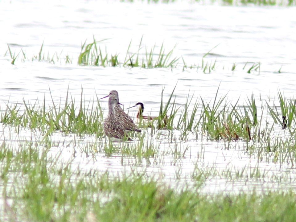 Wilson's Phalarope (female), Caledonia Sewage Ponds, Kent Co., MI, 30 April 2013
