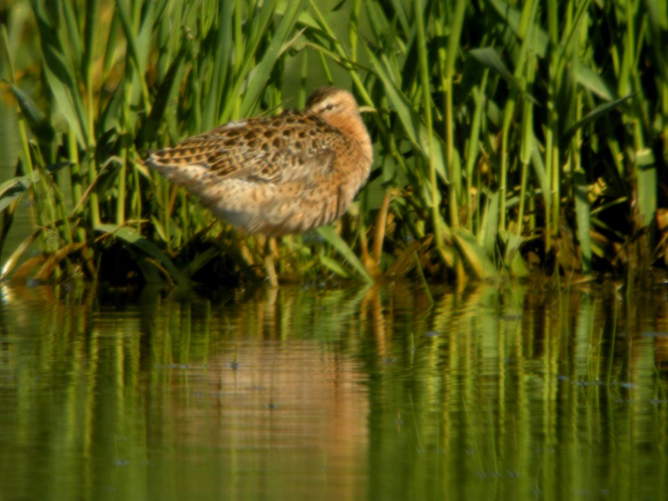 Short-billed Dowitcher (1 of 12), Caledonia Sewage Ponds, May 10, 2012