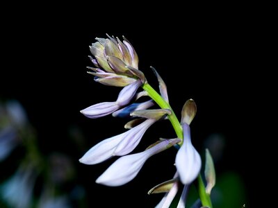 Hosta plantaginea sweetheart lily flower