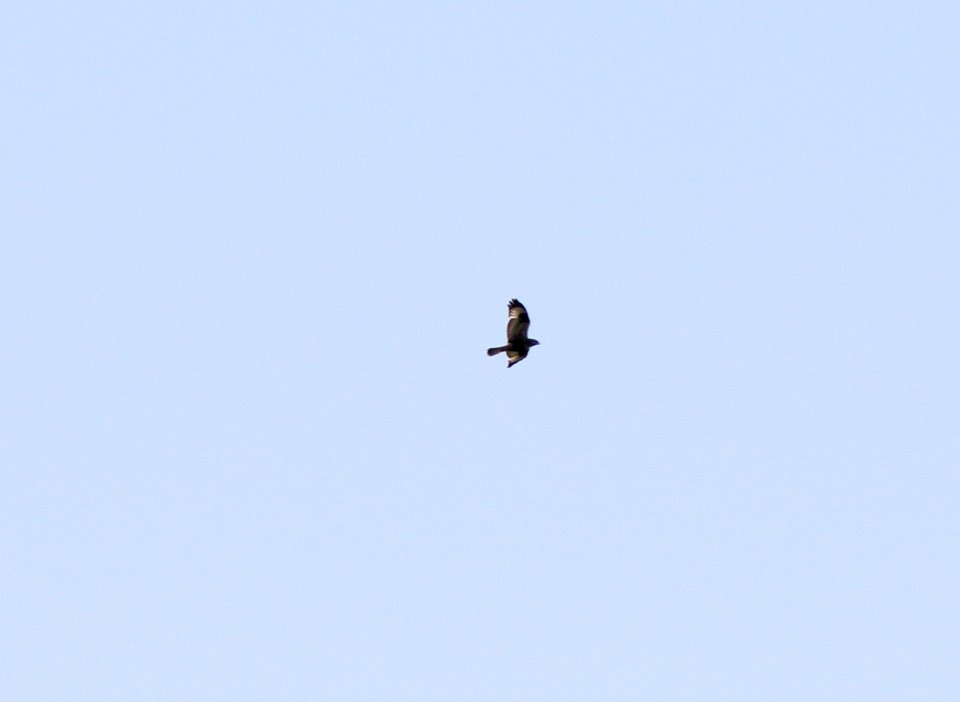 Rough-legged Hawk, Gerald R. Ford Int'l Airport, May 10, 2012