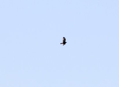 Rough-legged Hawk, Gerald R. Ford Int'l Airport, May 10, 2012