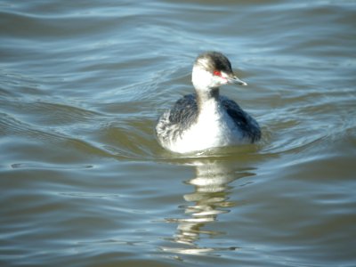 Horned Grebe (check out that iris!) photo