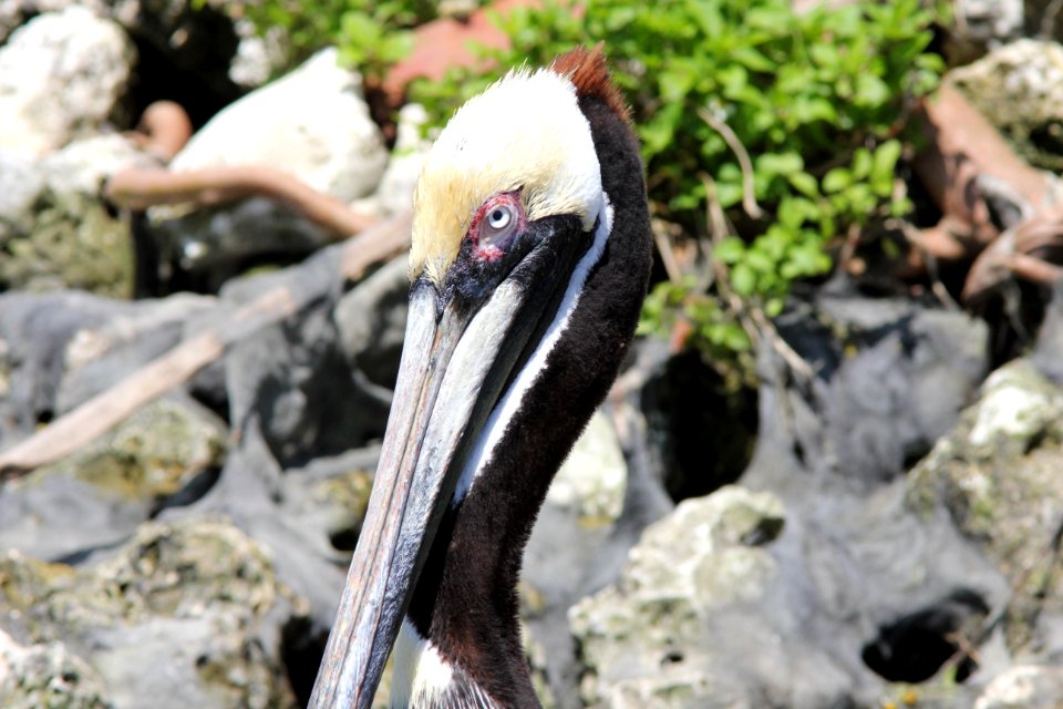 Brown Pelican, Crystal River FL, March 28, 2012