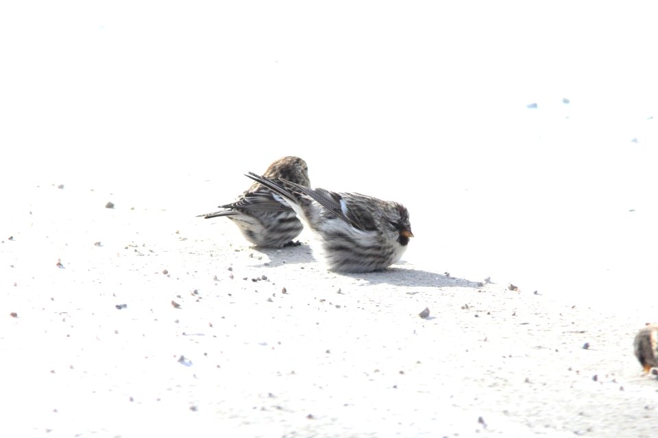 Possible "Greater" Common Redpoll, Greenville, MI, 21 January 2013