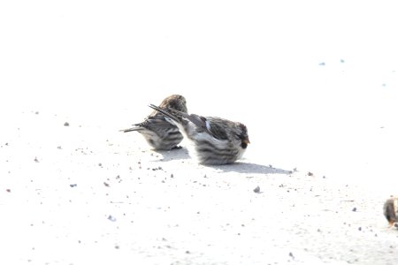 Possible "Greater" Common Redpoll, Greenville, MI, 21 January 2013