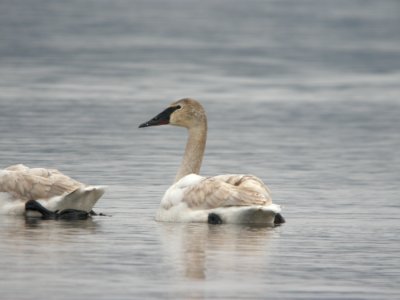 Trumpeter Swan (1 of 2), immature, Lincoln Lake, March 1, 2012