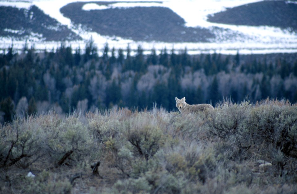 Coyote