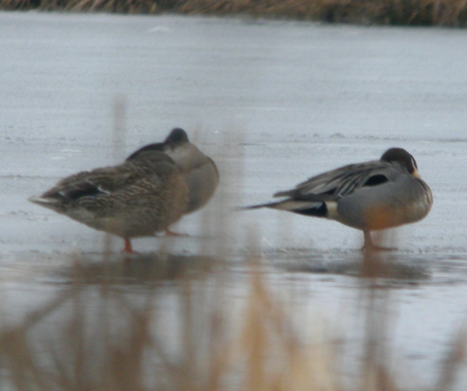 Northern Pintail, 17 Mile Rd. wetlands, Cedar Springs, MI, March 1, 2012