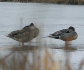 Northern Pintail, 17 Mile Rd. wetlands, Cedar Springs, MI, March 1, 2012