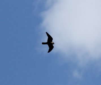 Peregrine Falcon, Trenton, MI, September 21, 2012