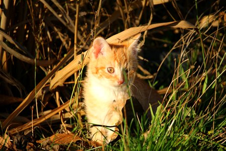 Young cats mackerel red mackerel tabby