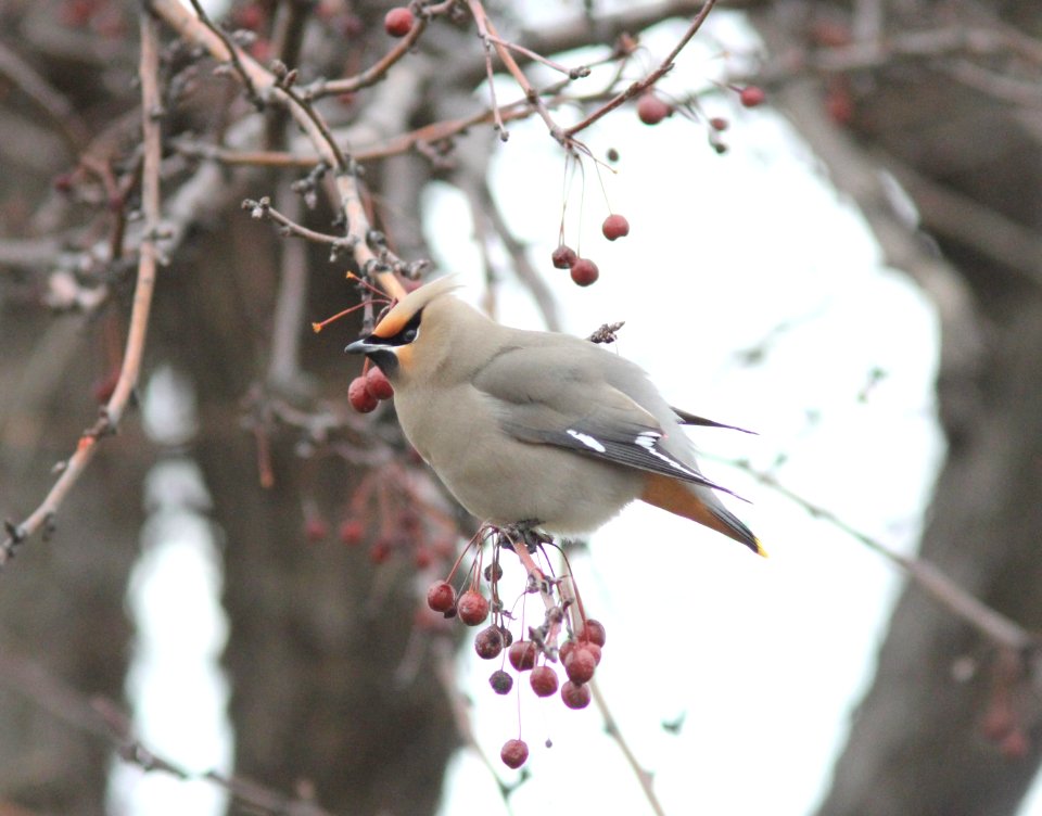 Bohemian Waxwing, Grand Rapids, MI, 23 March 2013