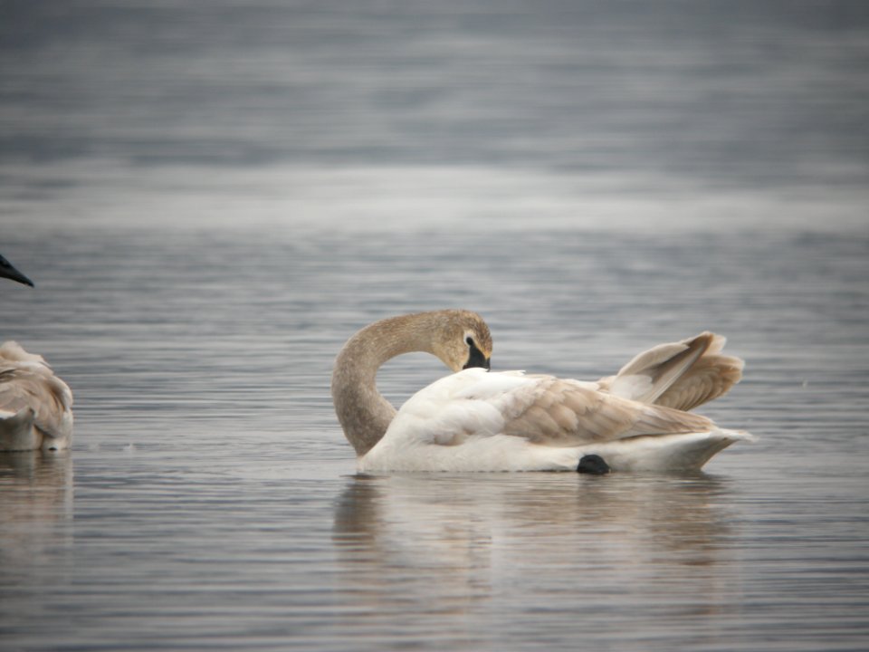 Trumpeter Swan (1 of 2), immature, Lincoln Lake, March 1, 2012