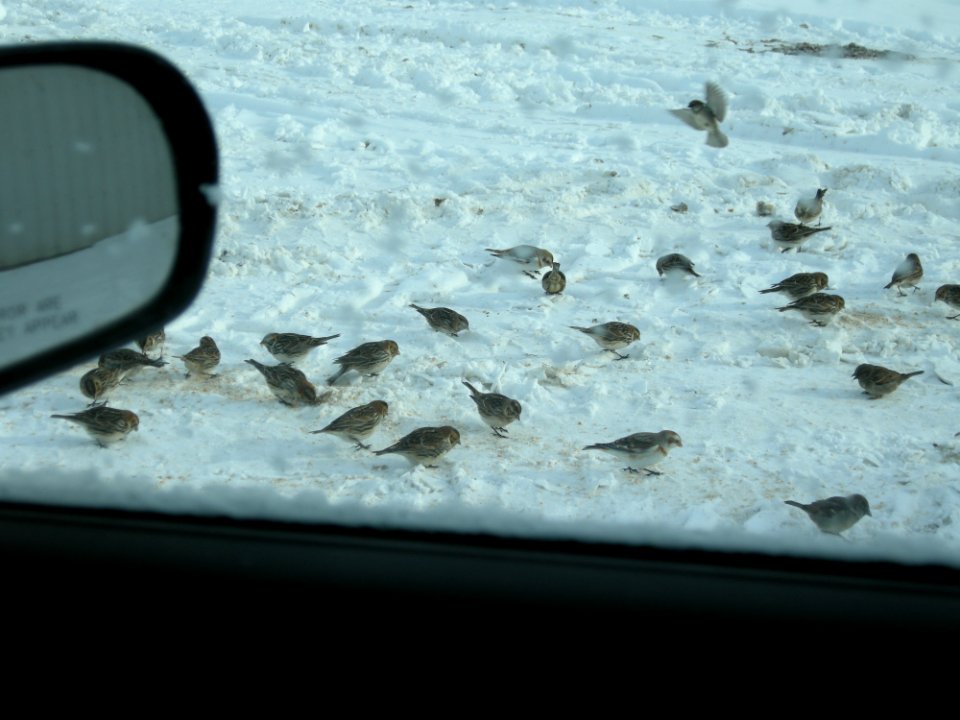 Lapland Longspurs under my car