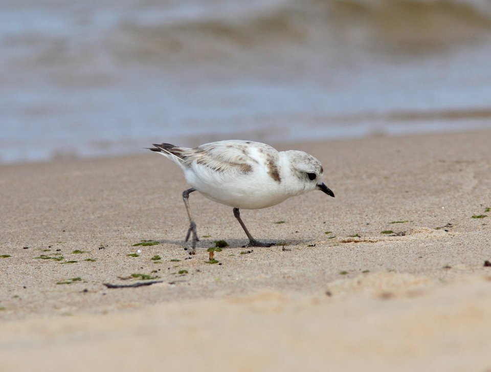 Snowy Plover, Big Sable River mouth, Ludington State Park, MI, June 13, 2012
