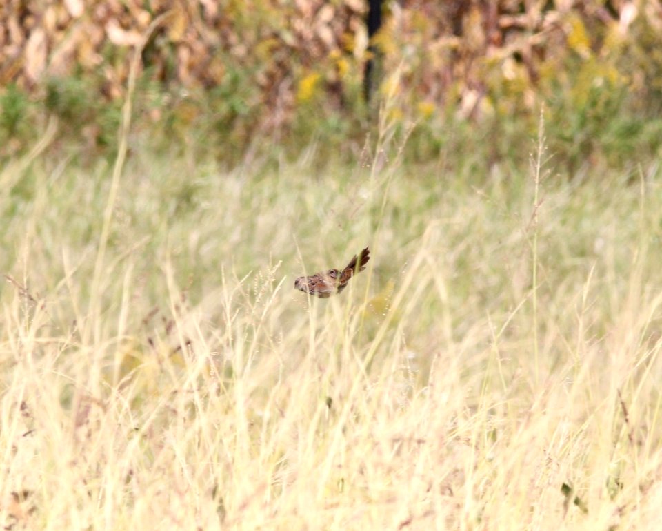 Song Sparrow, McCool's Pond, Indiana, September 29, 2012