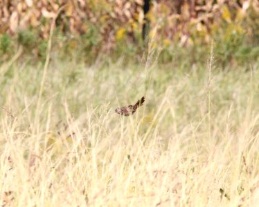 Song Sparrow, McCool's Pond, Indiana, September 29, 2012