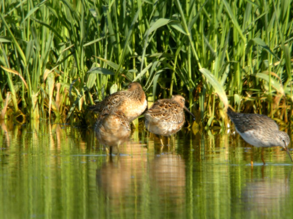 Short-billed Dowitchers (3 of 12), Caledonia Sewage Ponds, May 10, 2012